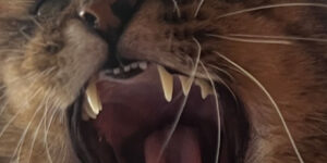 Showing Teeth lanza nuevo sencillo ‘Bad Exchanges’
