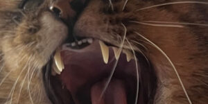 Showing Teeth lanza su EP debut ‘Un destino peor que la soledad’