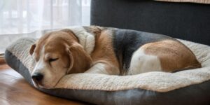 Cuántas horas por día duerme un perro adulto y a partir de cuánto los veterinarios se preocupan