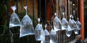 Mi vecino cuelga bolsitas con agua en la entrada de su casa todos los octubres y no es para decorar