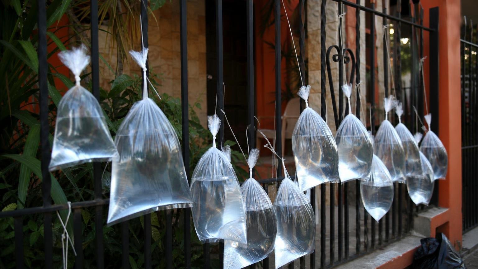 Mi vecino cuelga bolsitas con agua en la entrada de su casa todos los octubres y no es para decorar