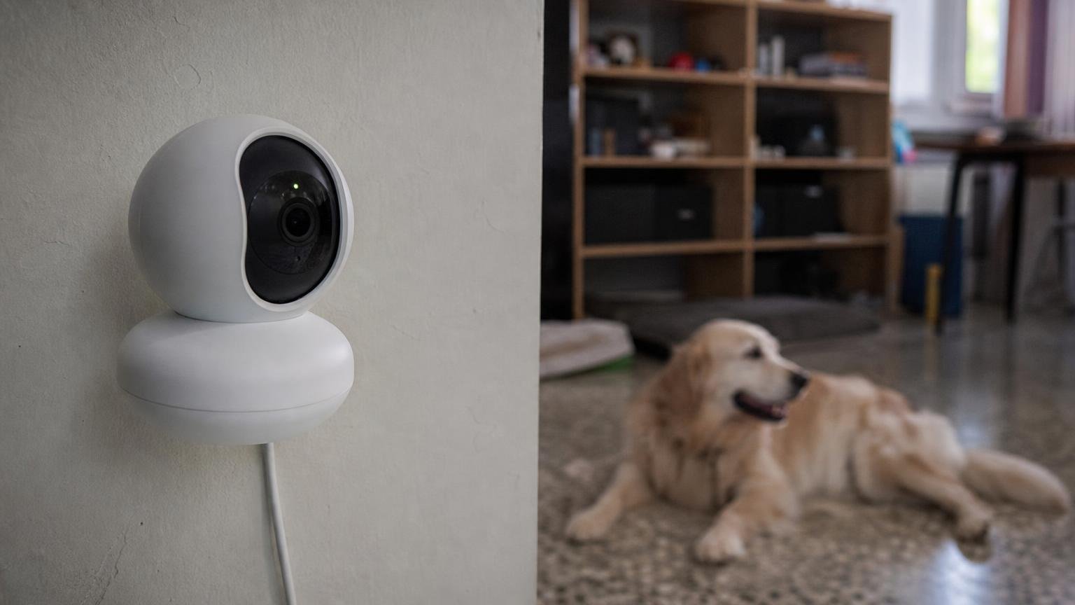 Puse una cámara wifi de 20 dólares para ver al perro desde el trabajo: sus grabaciones estaban en un servidor de China al que jamás me conecté